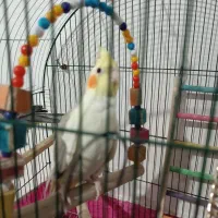 پرنده عروس هلندی