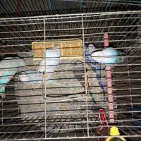 مرغ عشق فروشی زیر قیمت مغازه