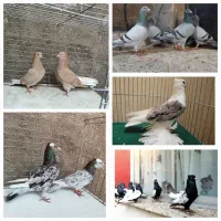 همه نوع کفتر پرشی دمبی مسافتی لوتی