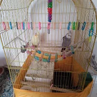 عروس هلندی با جوجه