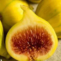 معتبرترین مرکز پیش فروش نهال لیبل دار انجیر عسلی