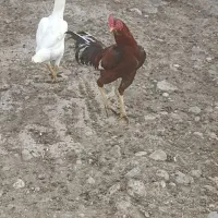 مرغ و خروس لاری
