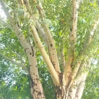 خرید ضایعات انواع چوب ضایات باغی وخانه