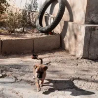 سگ پاکوتاه|سگ|آشخانه, |دیوار