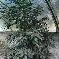 بنجامین بلک|گل و گیاه طبیعی|آمل, |دیوار