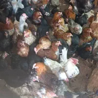 مرغ حلی|حیوانات مزرعه|دهبکری, |دیوار