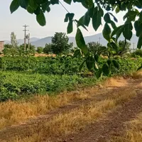 باغ ۳۰۰۰متری لب اتوبان زنجان تهران سندتکبرگ|فروش دفتر صنعتی، کشاورزی، تجاری|تهران, فرودگاه مهرآباد|دیوار