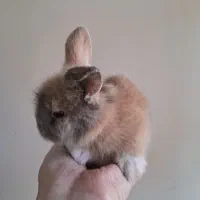 خرگوش لپ|موش و خرگوش|نجفآباد, صالح آباد|دیوار