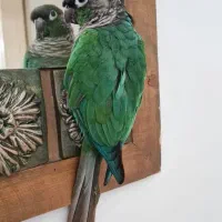 گرینچیک|پرنده|تهران, جنت‌آباد مرکزی|دیوار