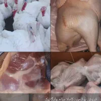 بوقلمون محلی