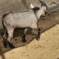 کهره چاق پرواری