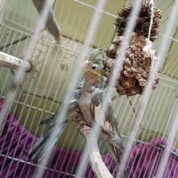 پرنده عروس هلندی|پرنده|قم, دروازه ری|دیوار