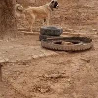 توله سرابی|سگ|الوند, |دیوار