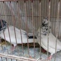 چهر جفت کفتر ناب|پرنده|کرج, کوی امامیه|دیوار