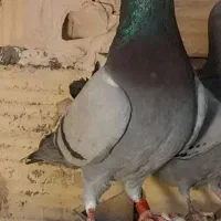 کفتر پلاکی|پرنده|قم, ولیعصر|دیوار