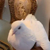 کفتر کبوتر  نر و ماده