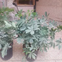 شفلرا سطل ۱۰ بزرگ