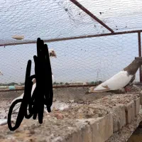 تعدادی گرفتنی شرط دور بازی پامیل|پرنده|دزفول, |دیوار