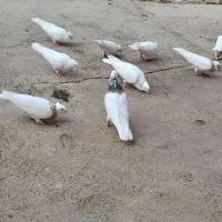کبوتر طوقی