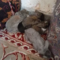 بچه خرگوش اهلی خونگی|موش و خرگوش|بیرجند, |دیوار