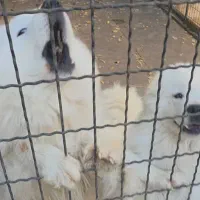 واگزاری سگ نژاد  سامویید اصل از نسل وارداتی|سگ|تهران, اکباتان|دیوار