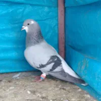 کبوتر|پرنده|گلپایگان, |دیوار