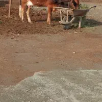 گاو با گوساله ماده