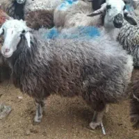 فروش گوسفند زنده ارسال منزل با قصاب،قربانی و عقیقه