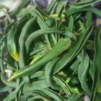 گل آقا تازه