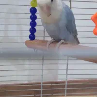 کوتوله برزیلی|پرنده|مهاجران, |دیوار