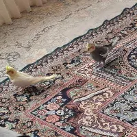 فروش فوری یه جفت عروس هلندی|پرنده|گلبهار, |دیوار