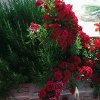 ویلا باغ قصردشت 2600 متر