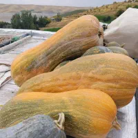 فروش کدوحلوایی درجه یک