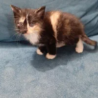 واگذاری سرپرستی گربه مادر و بچه گربه ها