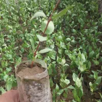 نهال پسته و پیوند پسته صفی آباد