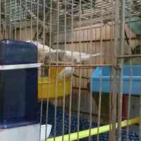 فنچ بنگالی سفید|پرنده|شاهینشهر, عطار|دیوار