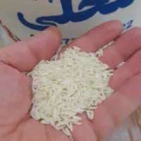 برنج طارم محلی فریدونکنار امسالی به شرط خالص|خوردنی و آشامیدنی|اصفهان, رزمندگان|دیوار