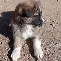 توله پاکوتاه