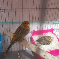 جفت قناری کارداده اماده تخم