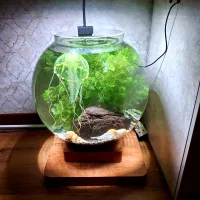 اکواریوم لاکچری خیلی بزرگ و ضخیم طبیعی