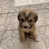 سگ شیتزو عروسکی