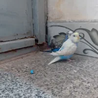 یک جفت  مرغ عشق  سالم|پرنده|ایرانشهر, |دیوار