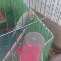 چهار عدد مرغ عشق سرحال وجفت|پرنده|اسفراین, |دیوار