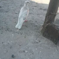 دم سفید گم شده