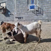 گیسه ابستن سنگین