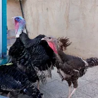 بوقلمون ماده