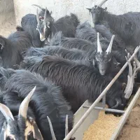 بزغاله بومی جو خورده چاق و به صرفه|حیوانات مزرعه|کویرات, |دیوار