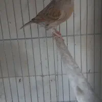 قناری نقره ای|پرنده|یزد, |دیوار