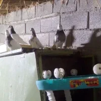 یک جفت طوق و یک  عدد طوق  جوانهو یک عدد کله چیل