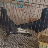 کبوتر فروشی یکجا